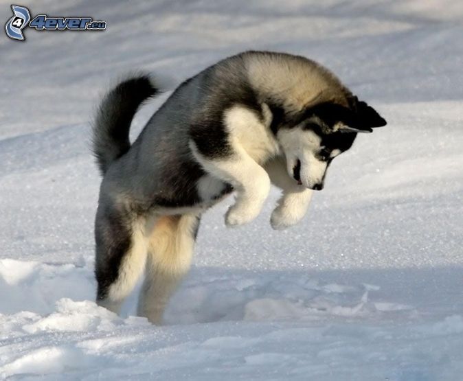 siberian-husky,-jump,-snow-166092.jpg