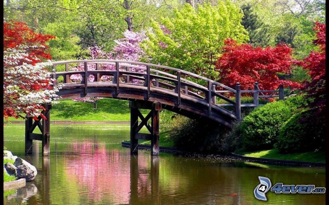 wooden-bridge,-park,-lake,-colour-trees-