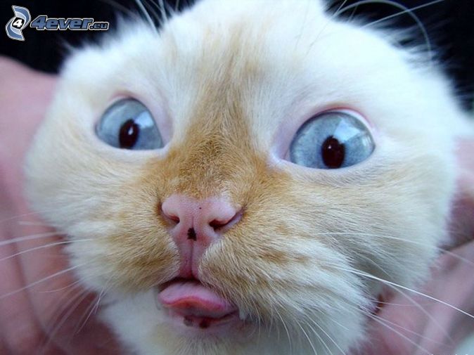 cat-face,-tongue,-eyes-142848.jpg