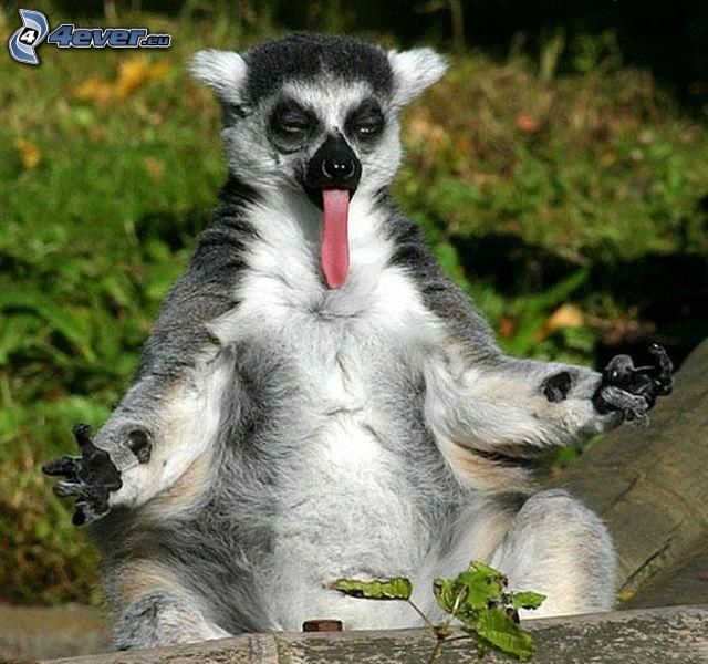 lemur,-tongue-127417.jpg