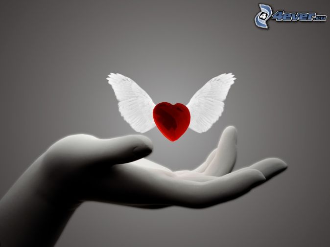 Hearts of love Heart with wings Heart with wings