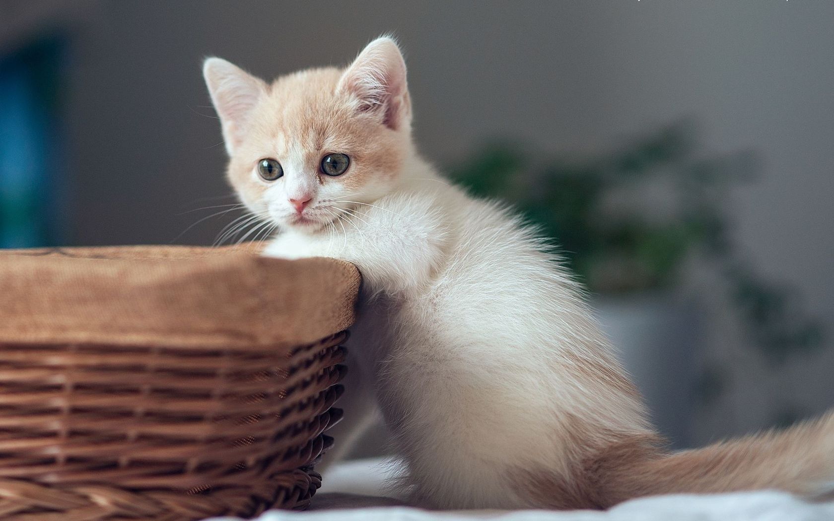 Small white kitten
