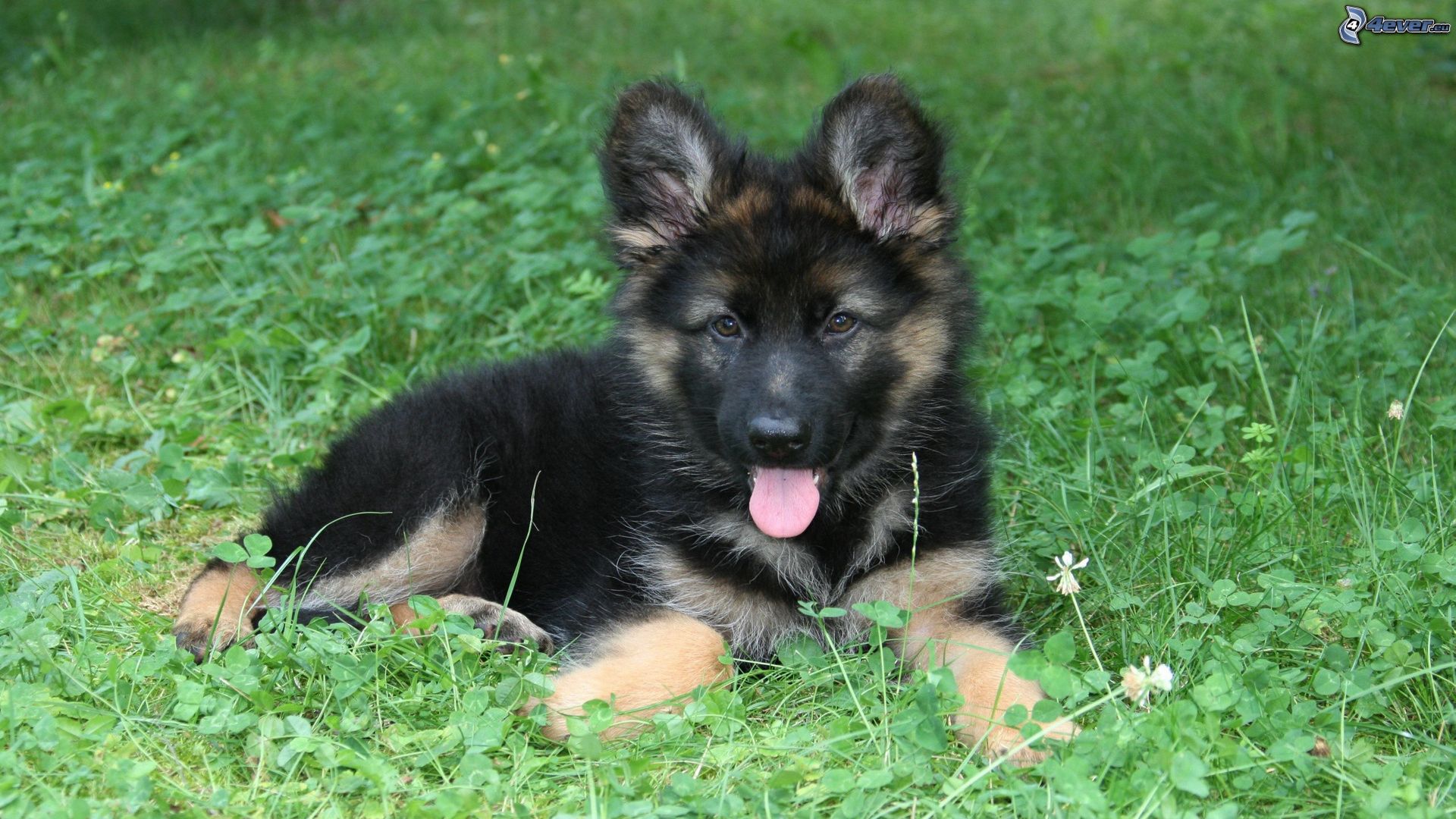English Shepherd small puppy, black dog, cute animals, green grass, HD  wallpaper
