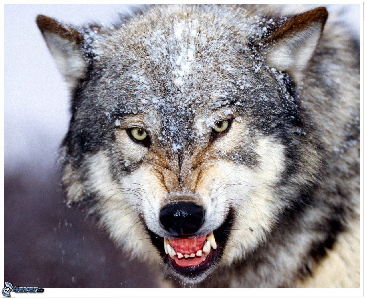 Angry Wolf Pics