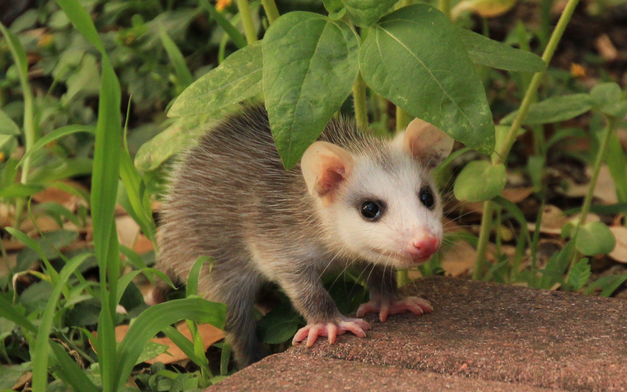 Virginia Opossum: frequent questions