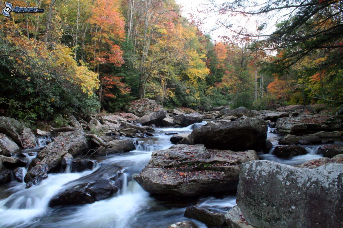 Sur l'onde inaltérée... Creek-in-forest,-river,-colorful-autumn-forest,-rocks-157267