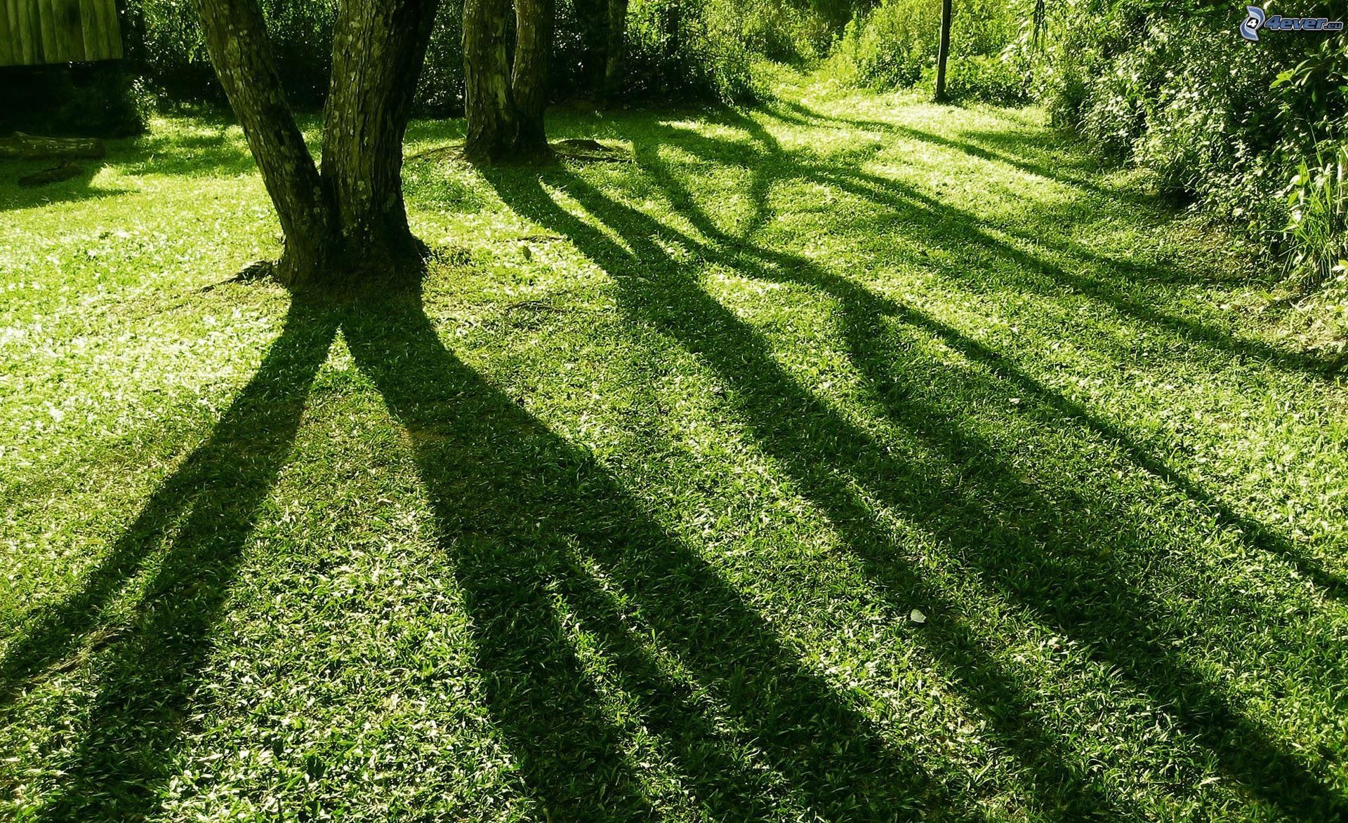 Tree shadow